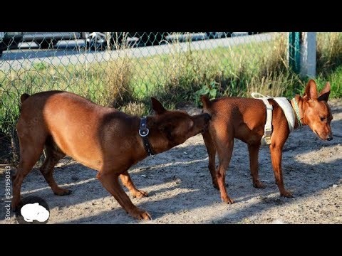 The huge big dog mating with female dog. San Antonio dogs breeding. Real boreboels.Dog naturally sex