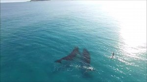 Imagine this, best SUP session ever?? #SUP #SUPbikerun #Whales Via - SurfersPR | Surfdome