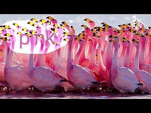 Starfall Colors Part 11 - Pink