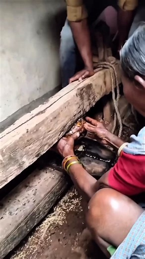 Tribal vlogs on Instagram: "వలసి నూనె ఎలా తీస్తారో తెలుసా"