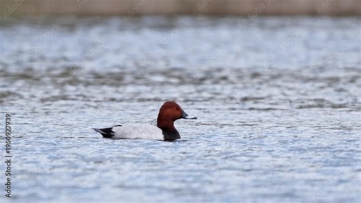 Common pochard glides through water, searching for food while enjoying the warmth of midday sun.