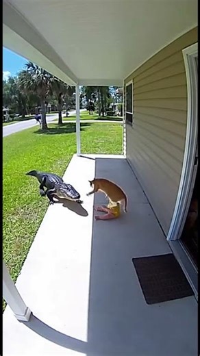 Caught on Camera: Brave Cat Scares Off Giant Alligator!