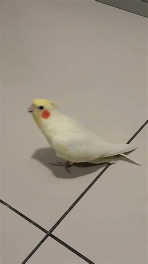 Opera bird singing #cockatiel #cutebird #birds #parrot #singing