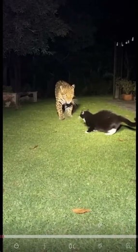 Fearless Cat Fights Off a Jaguar on Security Cam! 😂🐱🐆