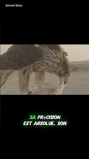 Le faucon pèlerin : la vitesse incarnée