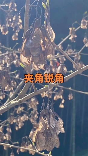 #茶条槭，学名Acer ginnala Maxim. ，是无患子科槭属落叶灌木或小乔木。英文名Crimsonleaved Maple 。别名茶条、华北茶条槭等。名“茶条”因其嫩叶可代茶饮用。叶可入药。