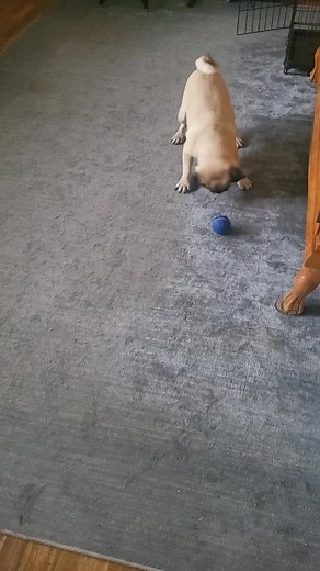 Our foster pug, Koko, is disappointed when the bumble ball is done. 😂 | Tanja S. Walczak