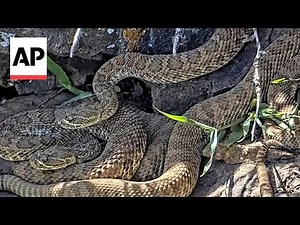 Newborn rattlesnakes at a Colorado 'mega den' are making their live debut