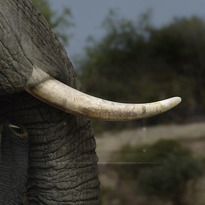 Criminal syndicates kill an elephant every 25 minutes for its tusks. See how we’re working with partners to fight the money laundering that fuels the illegal wildlife trade. | Standard Chartered Kenya