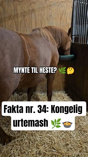De fik deres egen "mash"! ✨🐴