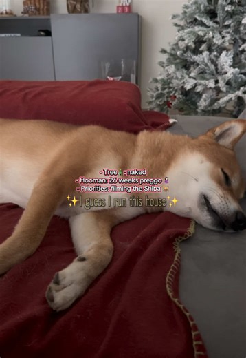 🤭 Imagine being 26 weeks preggo and still choosing to film your Shiba instead of finishing the tree. Icon✨ #haru #shiba