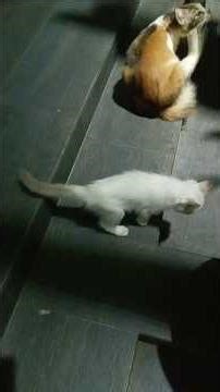 Time Machine Cats !!!! Longest Daily Cat's Story