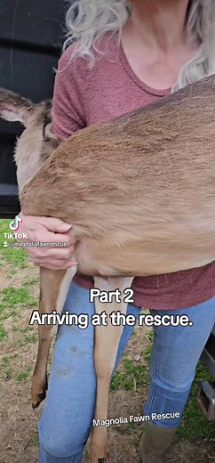 🦌 This is the dumped pet deer that we rescued in the last video. He was rescued because he had wondered up to a families home, and they were concerned because they were on a very, busy highway. Also, he had already reared up on the grandmother, which can be very dangerous. He is super thin, I should not have been able to pick up a yearling buck. Just because he is a deer does not mean he can survive in the wild because he was raised like a dog without survival skills. ❤️ He will be in quarantin