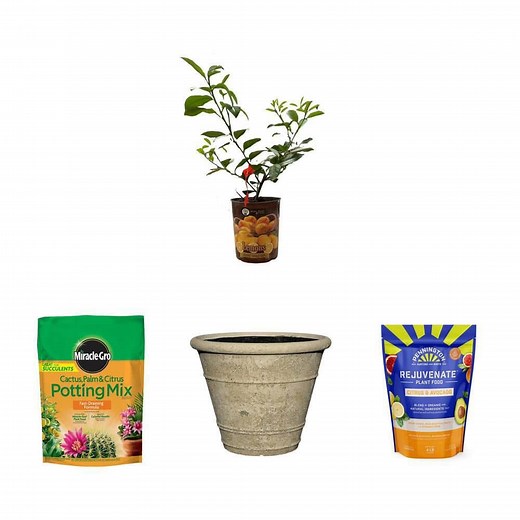 1 Gal. Meyer Lemon Tree, 8 qt. Citrus Potting Mix, 18 in. LavaStone Planter and 4 lbs. Citrus Plant Food Combo - The Home Depot