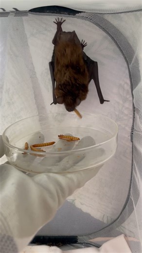 This time of year you may find that bats more frequently show up in people’s homes. It’s important to remember these 4 things if you find a bat in your home: 🦇 Do not touch it! Bats are a Rabies Vector Species (RVS) in Pennsylvania, meaning they are more likely to carry rabies than most other mammal species. This doesn't mean every individual has rabies, but it is important to be safe when handling RVS species. If you find a bat in your home, wear gloves and use a towel or blanket to catch the 