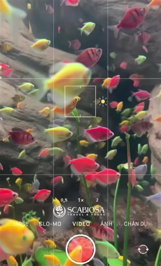 Join Scabiosa Travel and Tours and explore the breathtaking beauty of marine life. 🐠 🌊 #TravelWithUs #marinelife #TravelTikTok #ExploreMore #LuxuryTravel