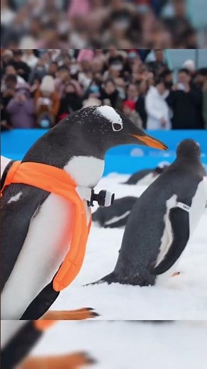 氷雪シーズンの風物詩、ペンギン３０羽がパレード 黒竜江省ハルビン市
