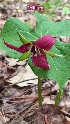 Red trillium - a wonderful spring #ephemeral #nativeplants #trillium