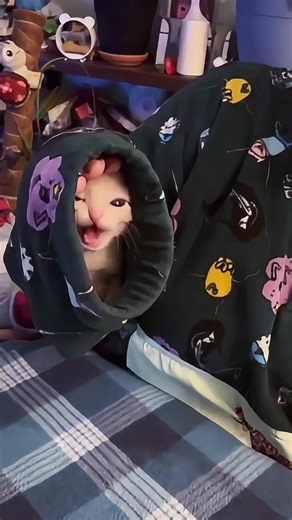 Angry cat#funnymoments #fyp #cat #funny #cutecat