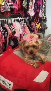 I think this Yorkie has more clothes than I do! (credit: https://www.tiktok.com/@iloveleoandcoco_) | I Love My Yorkie