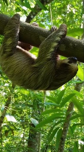 Sloth Moves in Stunning Slow-Motion! 🌿🐾 #sloth #wildlife #nature #slowmotion