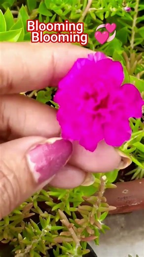 Sukoon wala ishk #yt #gardendesign #viral #ytshorts #viralvideo #ytshort #gardening#mini rose