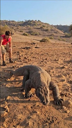 Komodo Dragons Can run fast!