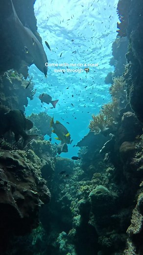 thedivingholliday | scuba dive on TikTok