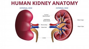 「ヒトの腎臓解剖、腎機能と異なる部位、外観図、腎動脈、腎静脈、尿管、内観図、理系の学生を対象とした医療動画」の動画素材（ロイヤリティフリー）3466362713 | Shutterstock
