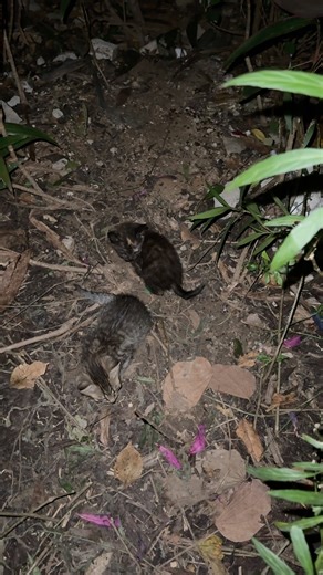 046.要给小猫找领养 #猫 #cat #貓咪日常 #流浪猫 #animals #cutecat #funnycat