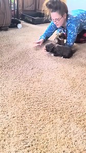 23K views · 1.1K reactions | Nestle puppies...Chocolate Shih tzu..they are promised | Richmond Kennel | Facebook