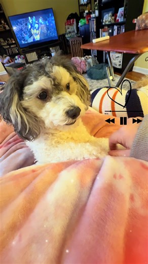 Otto & Ruby (@otto_the_mini_poodle)’s videos with original sound - 🎧𝓢𝓾𝓱𝓪𝓵𝓲𝓐𝓴𝓻𝓪𝓶🎧