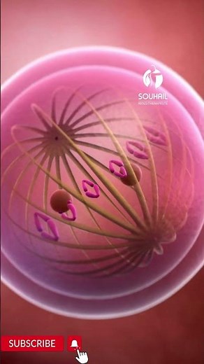 Mitosis cell division