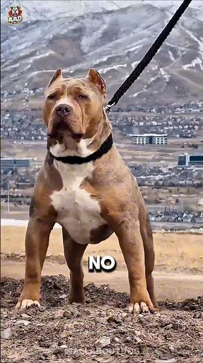 Pitbull vs Alabai | Who's More Dangerous? | Bite Force Comparison 🥵 #Shorts #USA