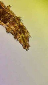 Waterbears Under the Microscope Filmed with the FindX3 Pro by OPPO