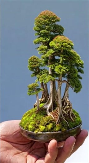 You Won't Believe How Easy it is to Create a Mini Forest