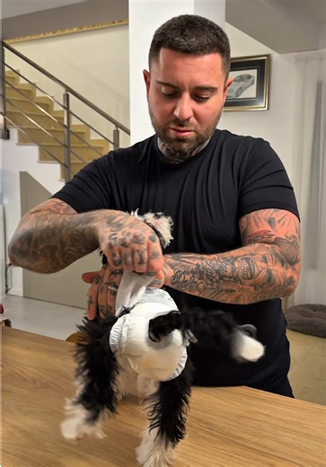 Cum se pune un pampers pe un baby dog puppy