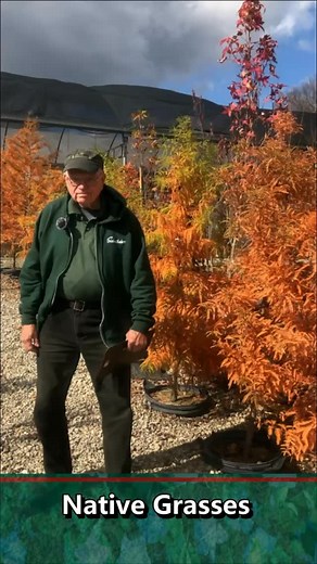 50 reactions · 4 comments | Native Grasses  Greg Christie explains the benefits of native grasses. They tolerate difficult conditions of clay soil and grow easily on slopes. Native grasses root quickly and prevent soil erosion. There are a variety of heights and textures to native grasses to choose from. A few native grasses include: Big Bluestem Indiangrass Switchgrass Little Bluestem Canada Wild Rye Bottlebrush Grass | Siebenthaler's | Facebook