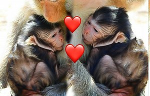 The most loveliest newly baby monkey Tia body so chubby cutest 😍 | Adorable Monkey