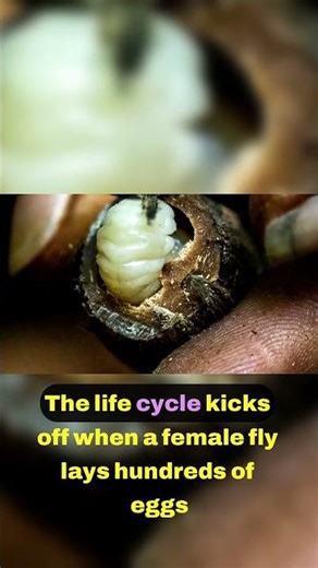 The Amazing Life Cycle of the Black Soldier Fly 🐛