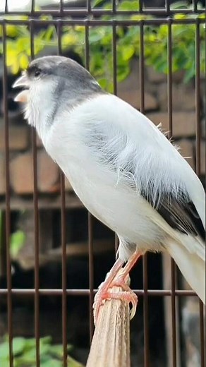 funny animal sounds | animal sound #birds #animallife #canary #cute #shorts