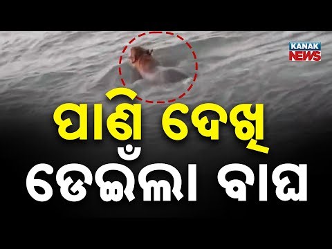 Rare Footage: Majestic Royal Bengal Tiger Swimming In Sundarbans, West Bengal