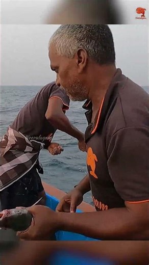 Barracuda Caught Using Indian Scad as Bait #fishing #fishingvideo #fishingtime