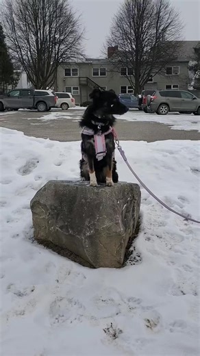 my girl on random rocks #sdit #australianshepherd