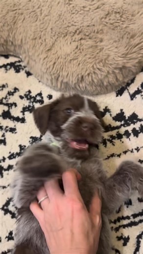 How beautiful is this video..! | Wirehaired Pointing Griffon Lovers