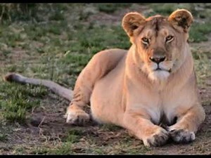 Lioness Sound Effects 🦁 🔊