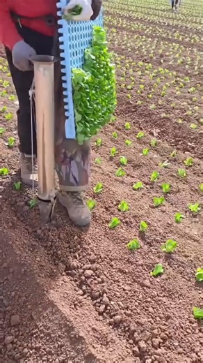 Seedling planting hacks - good tools can enhance a craftsman's skills