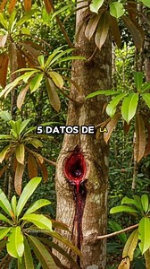 5 Datos de la Sangre de Grado #plantas #herbolaria #salud #viralvideo #fblifestyle | Vida Herbolaria