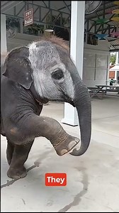 Cute facts about baby elephants