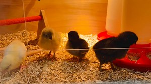 My wife Terri’s 4 new baby chicks at The Garden Worship Center | The Garden Worship Center